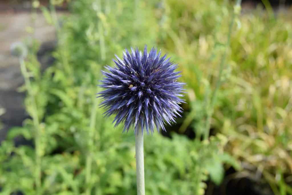 Echinops bannaticus 'Taplow Blue' ---